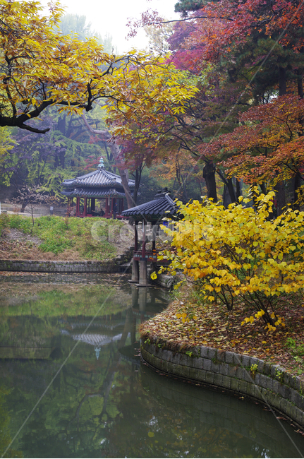 창덕궁후원,관람정,가을,fall,나무,식물,plant,단풍,잎,풍경,가을,계절,fall,autumn,season,한국전통,한국문화,korean traditional,korean culture,랜드마크,landmark,tourist attraction,한국랜드마크,한국관광지,한국명소,korea landmark,korea tourist attraction,outdoors,옥외