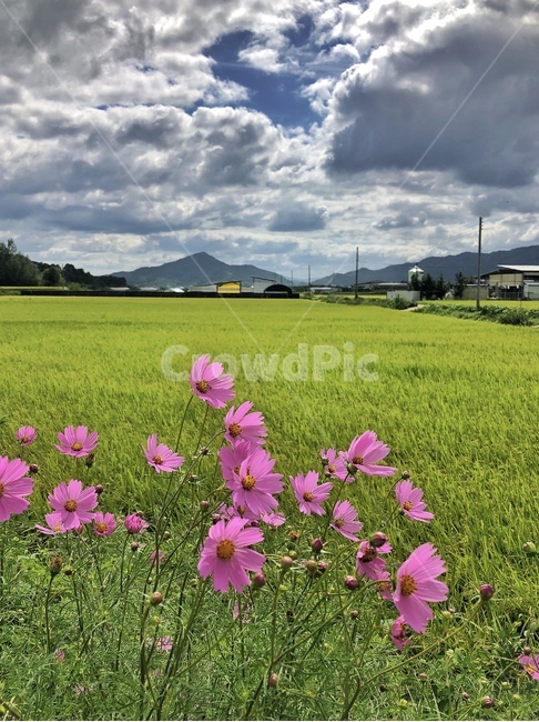 가을,가을들녘,코스모스,풍경,가을꽃,가을,계절,fall,autumn,season,자연,풍경,nature,landscape,식물,plants,꽃,flower,grassland,목초지,field,들,outdoors,옥외