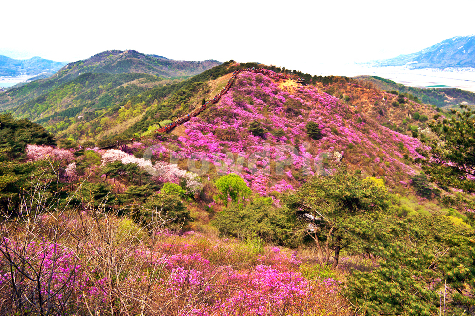 진달래,축제,고려산,강화도,군락지,봄,계절,spring,season,자연,풍경,nature,landscape,한국자연풍경,한국자연경관,korea nature landscape,사람들,대중,군중,other people,crowd,outdoors,옥외