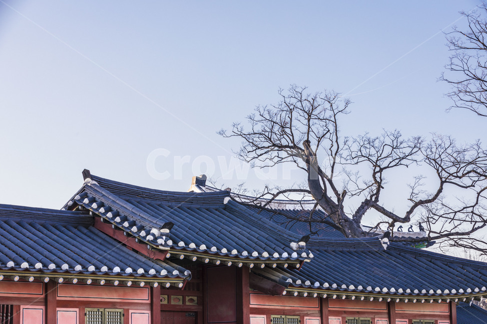 수원행궁,문화재,문화유산,기와,지붕,고목,관광지,한국전통,한국문화,korean traditional,korean culture,건축물,건물외관,exterior,building,structure,architecture,construction