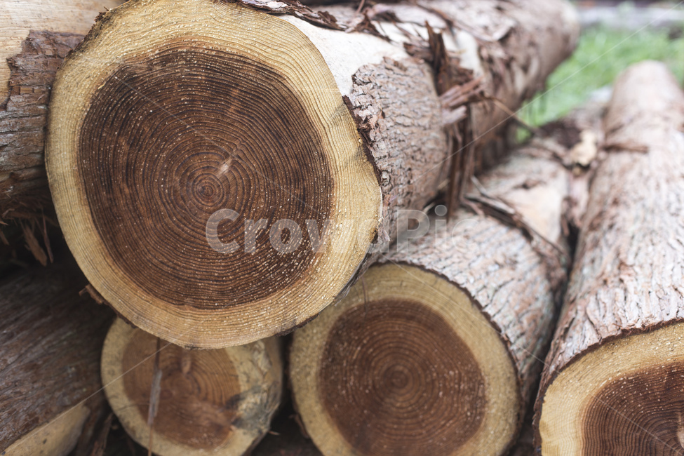 나무,통나무,나이테,목재,장작,땔감,단면,벌목,나무,trees,wood