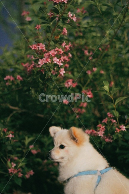 강아지,반려동물,dog,반려견,폼피츠,포메라니안,스피츠,동물,animal,포유류,mammal,개,강아지,dog,doggy