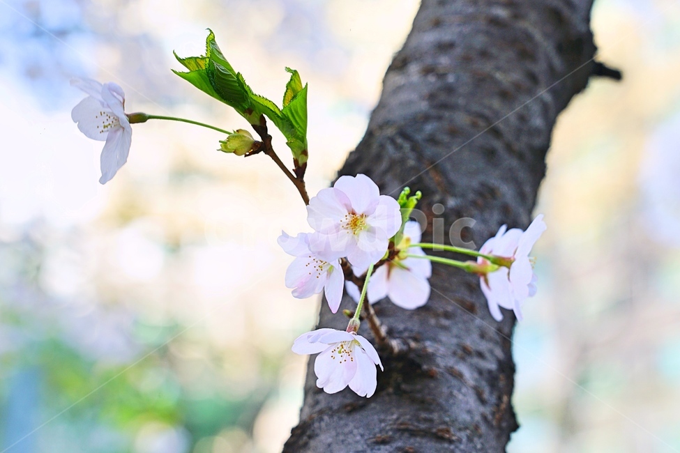 꽃,flower,tree,나무,봄,spring,nature,자연,봄,계절,spring,season