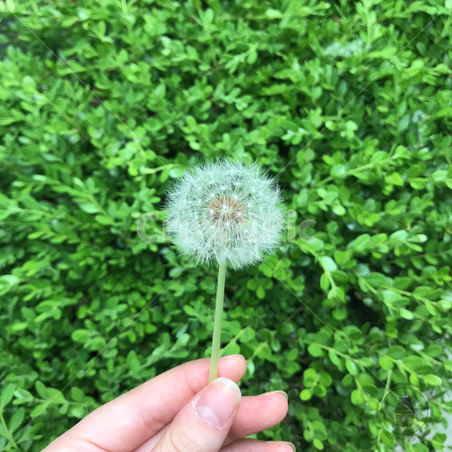 민들레씨,민들레,풀,초록빛,손