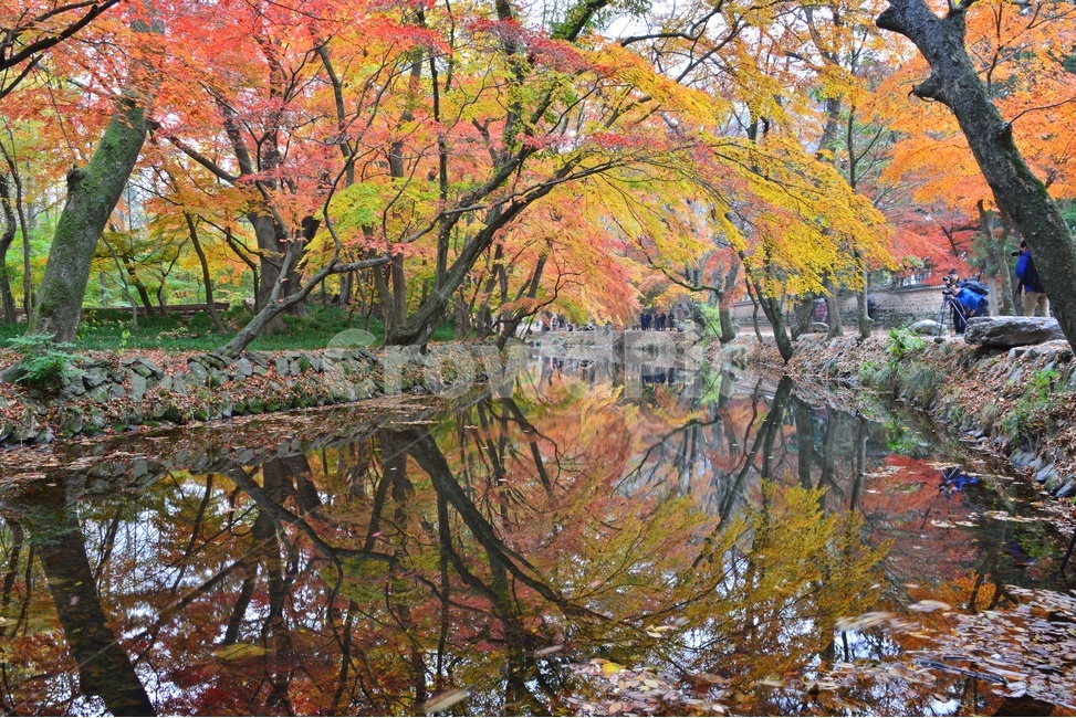 tree,나무,plant,식물,maple,leaf,잎,water,물,nature,자연,outdoors,옥외,고창,선운사,선운사가을,도솔천,가을,계절,추색,만추,단풍,반영,가을,계절,fall,autumn,season