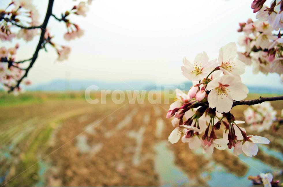 벚꽃,자연,봄,꽃,식물,봄,계절,spring,season,식물,자연,plants,nature,꽃,flower,plant,blossom