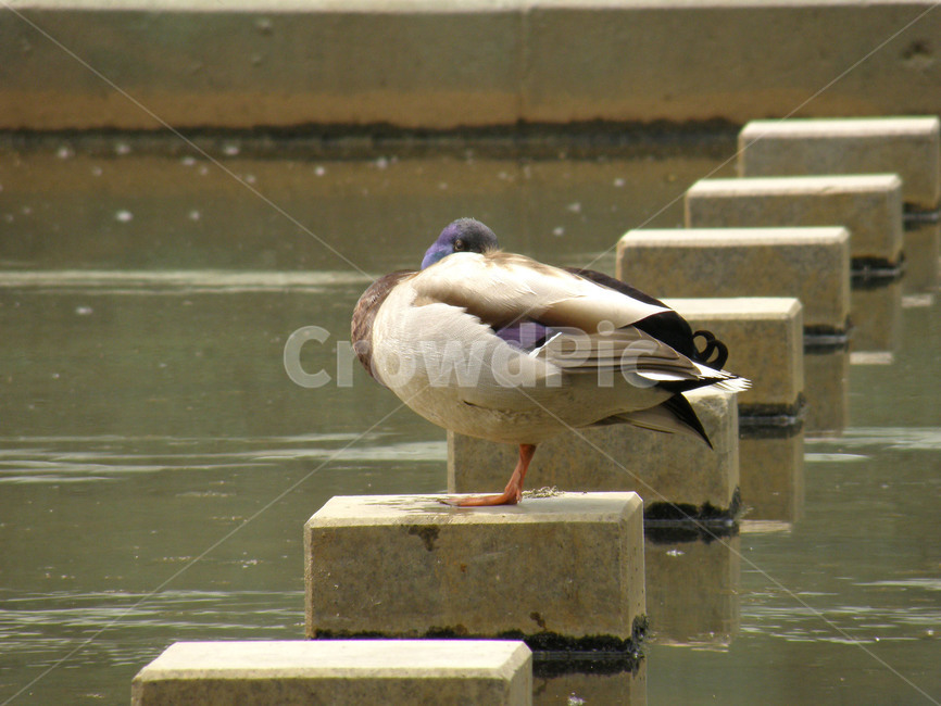 오리,조류,새,동물,천둥오리,동물,animal,조류,새,birds