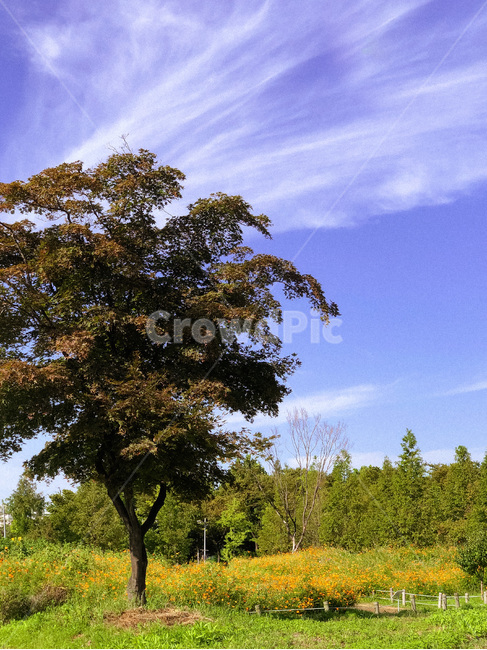 flower,꽃,blossom,nature,자연,outdoors,옥외,plant,식물,tree,나무