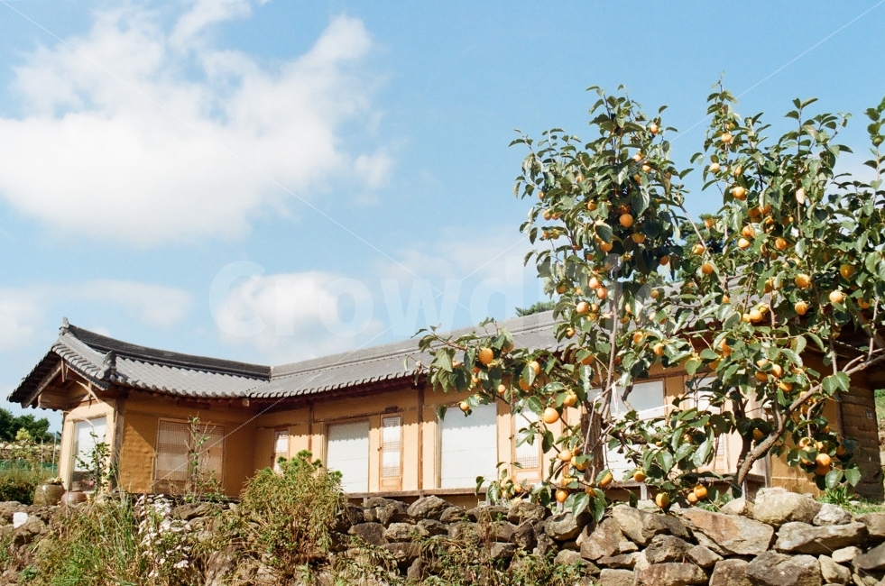 감나무,한옥,시골,가을,마을,가을,계절,fall,autumn,season,시골,마을,풍경,landscape,country,rural,town,한국전통,한국문화,korean traditional,korean culture