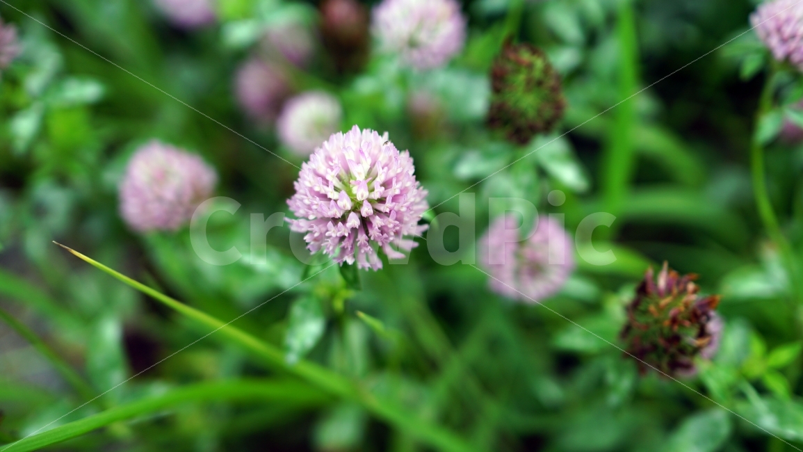 붉은토끼풀,꽃,식물,자연,플라워,flower,nature,꽃사진,plants,계절,season,여름,summer,landscape,풍경,감성,감성사진,식물,자연,plants,nature,꽃,flower