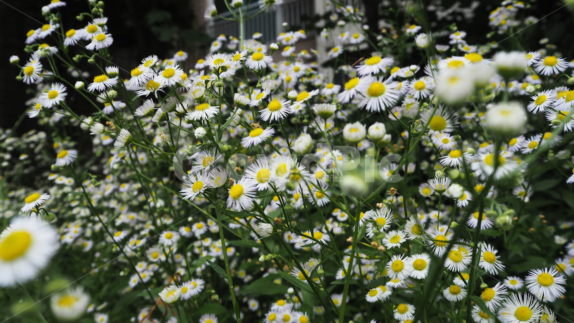 야생화,꽃,흰색,wildflower,flower,white