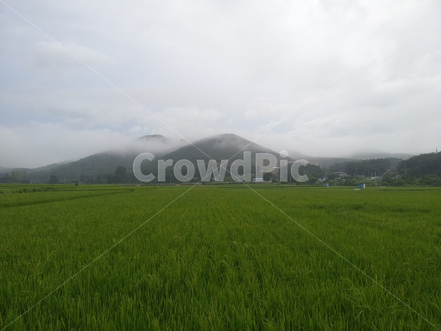 시골,논,풍경,안개,산,벼,자연,풍경,nature,landscape,grassland,목초지,field,들,outdoors,옥외,paddy field,패디 필드