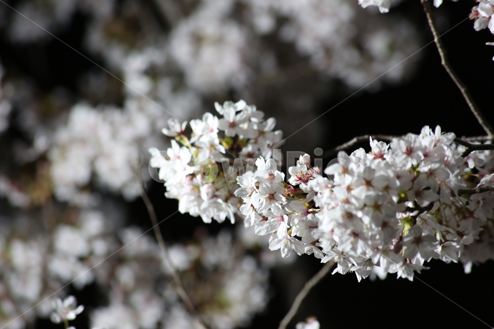 봄,벚꽃,야경,꽃,야간촬영,흰색,흰꽃,봄,계절,spring,season,식물,자연,plants,nature,꽃,flower,plant,blossom