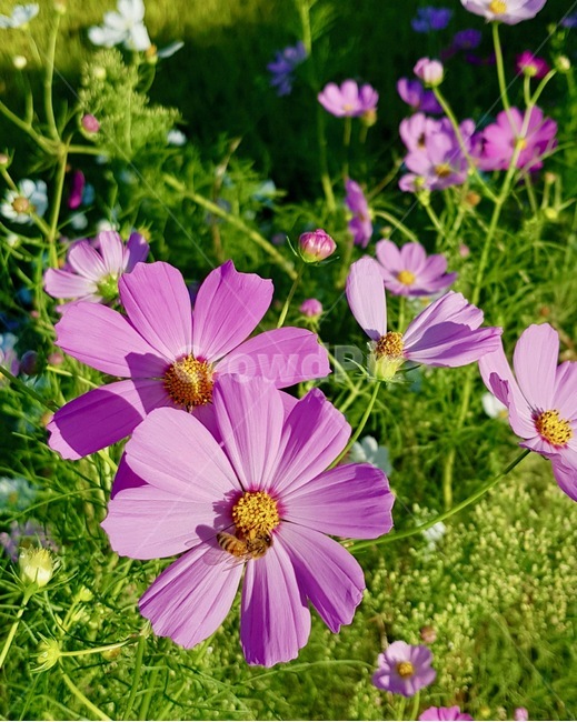 꽃,코스모스,식물,flower,blossom,plant,자연,nature,가을,계절,fall,autumn,season,식물,자연,plants,nature,꽃,flower,geranium,제라늄