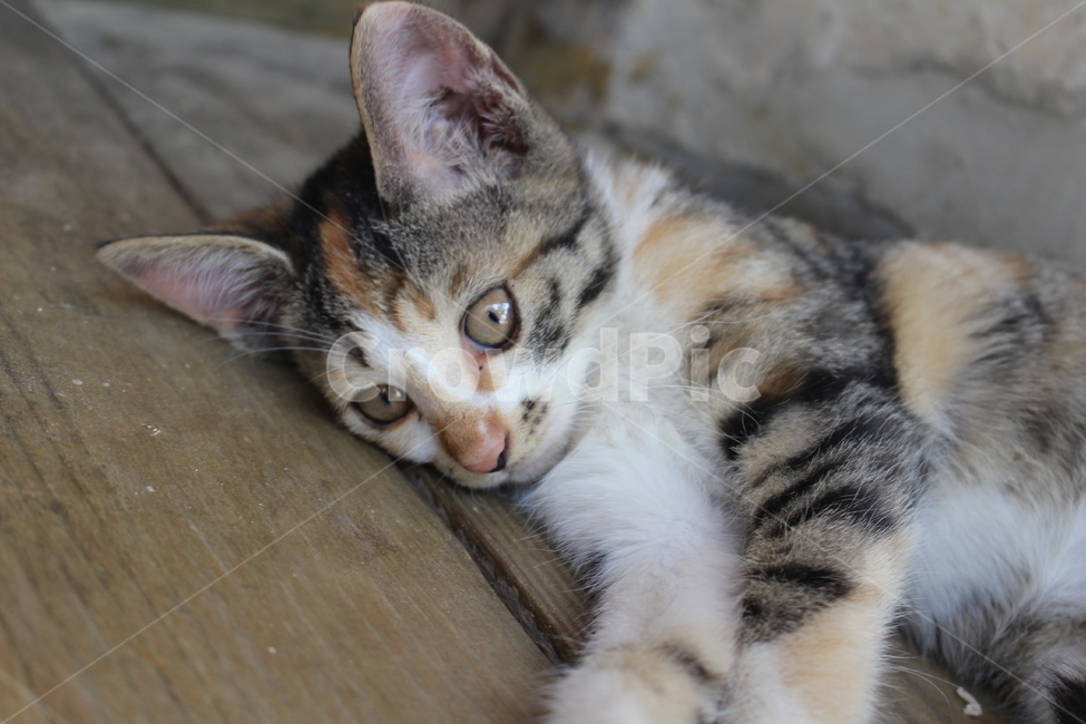 고양이,애교,귀여움,야옹이,애옹이,동물,animal,포유류,mammal,고양이,cat,kitten,kitty