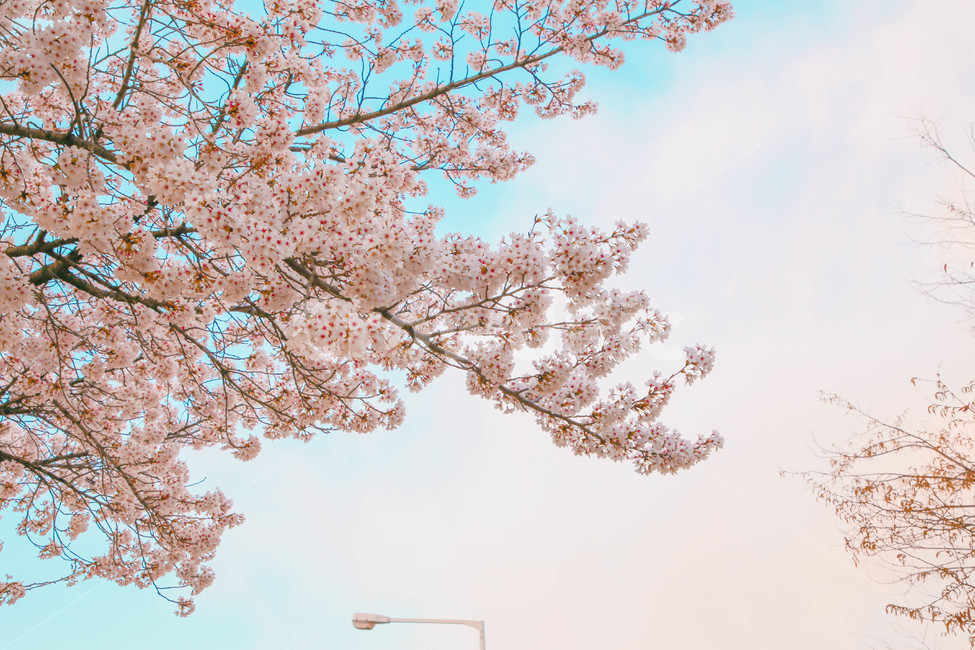 봄,벚꽃,감성사진,자연,계절,spring,꽃,season,올렛길,금오산,벚꽃길,봄,계절,spring,season,꽃,flower,plant,식물,blossom,cherry blossom