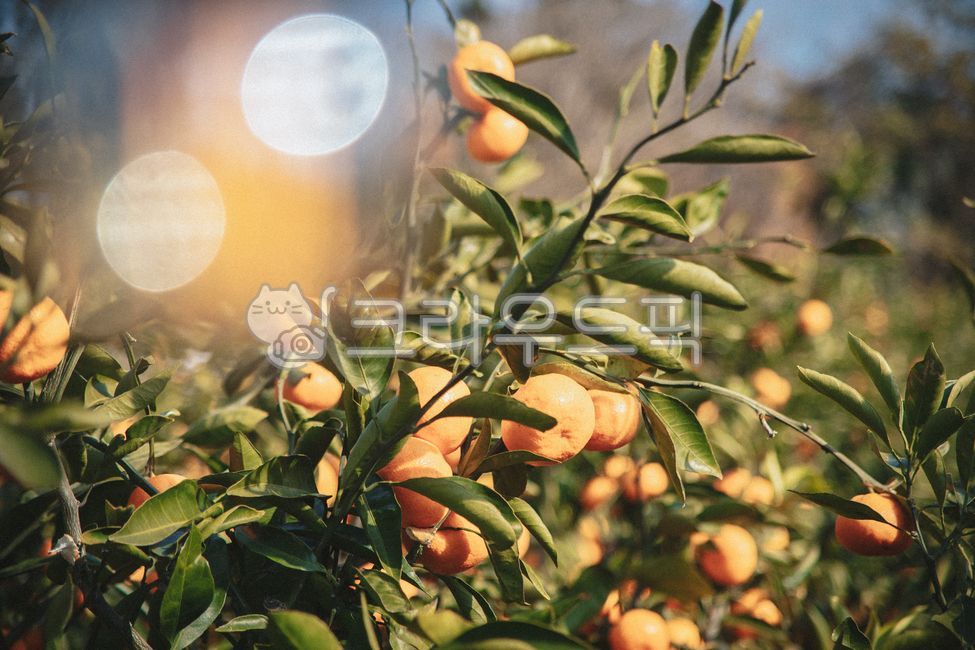 제주,제주도,귤,감귤,노지감귤,주렁주렁,열매,과실,감귤나무,과수원,감귤농장,나무,plant,식물,food,제철과일,음식,과일,fruit,감귤류과일,citrusfruit,과일,열매,fruit