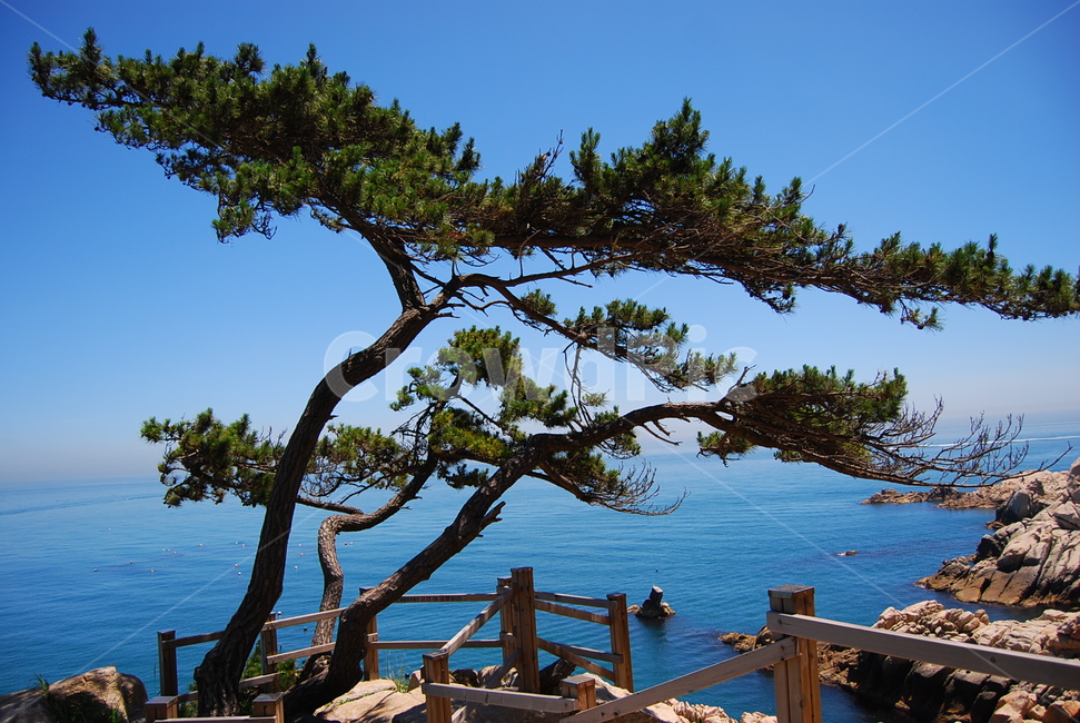 자연,바다,여름,풍경,대왕암,식물,자연,plants,nature,나무,trees,wood