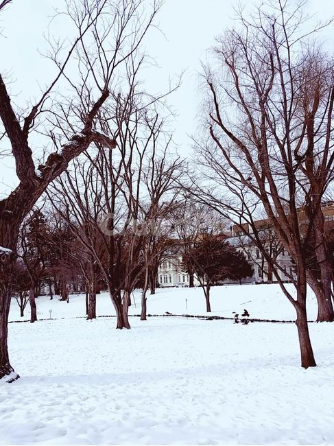식물,tree,눈,snow,감성,겨울,계절,winter,season