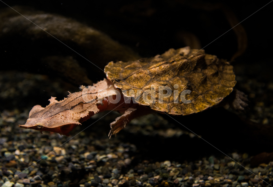 마타마타거북,거북,담수,아쿠아리움,수족관,동물,animal,파충류,양서류,reptile,amphibian