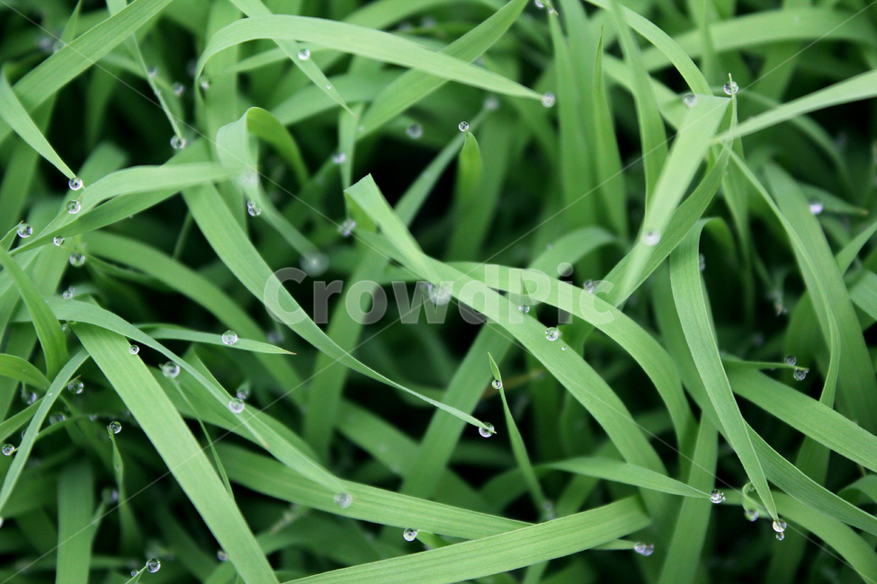 풀,벼,물방울,빗방울,잔디,모내기,탑앵글,wet,젖은,clean,closeup,drop,farm,field,fresh,grass,green,식물,greenrice,grow,lawn,meadow,nature,nobody,outdoor,pattern,plant,rain,rice,spring,texture,topangle,water,waterdrop,녹색,초록색,그린,봄,탑뷰,물,모,싹,새싹,풀밭,이슬,젖어있는,잔디밭,클로즈업,비오는날,자연,농사,논농사,잎,잎사귀,나뭇잎,풀잎,식물,자연,plants,nature,비,비오는날,rain,rainy