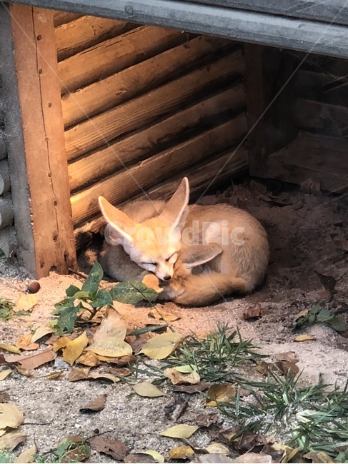 animal,동물,fox,여우,사막여우