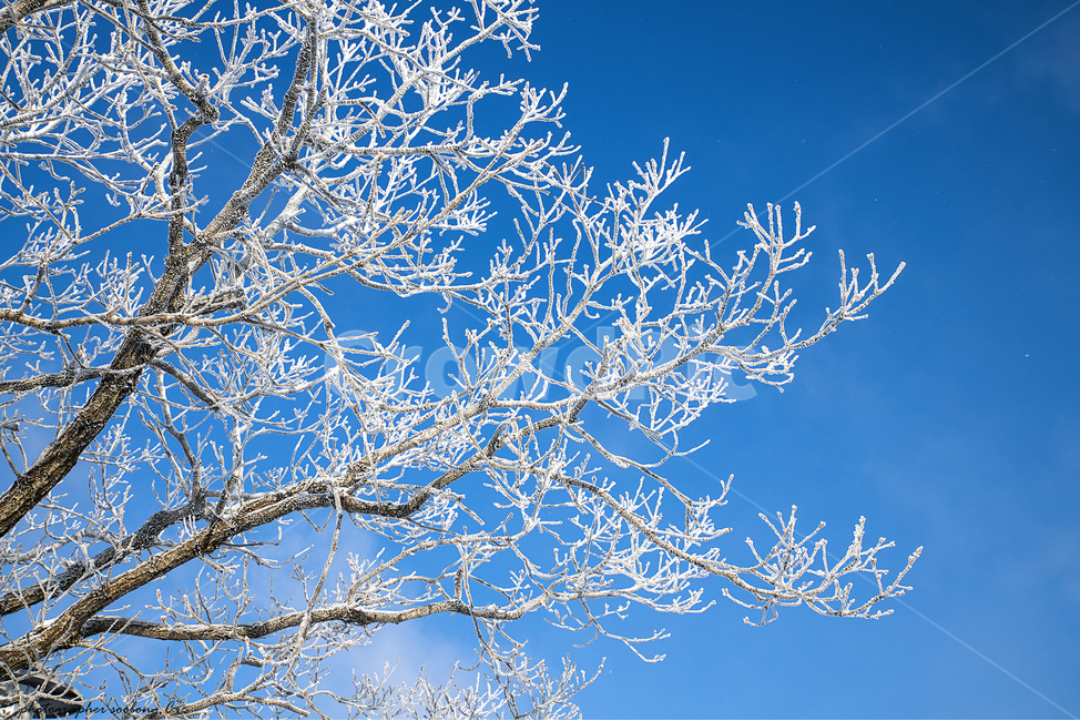 상고대,눈,겨울,파란하늘,눈꽃,겨울풍경,강원도,발왕산,겨울,계절,winter,season,식물,자연,plants,nature,나무,trees,wood