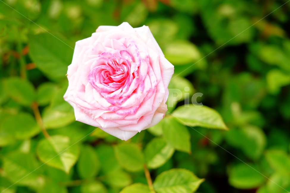 4월,장미,봄,감성,꽃,장미꽃,봄꽃,식물,자연,plants,nature,꽃,flower,감성,sensible,feeling