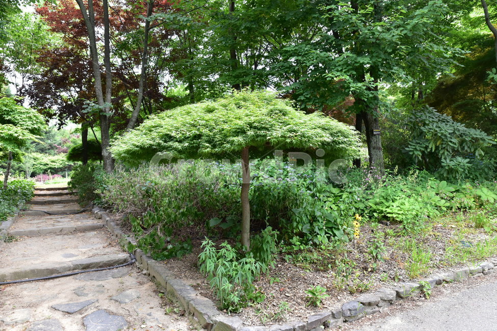 나무,풍경,숲,자연,초록,자연,풍경,nature,landscape,outdoors,옥외,garden,정원,arbour,정자,flagstone,판석