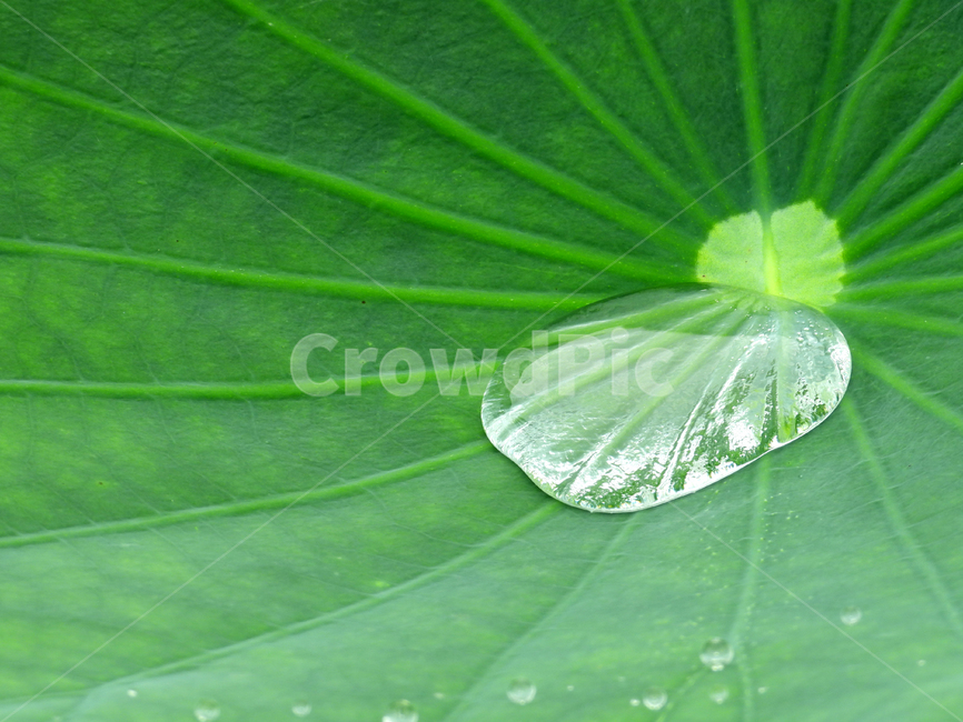 물방울,식물,연잎,잎,plant