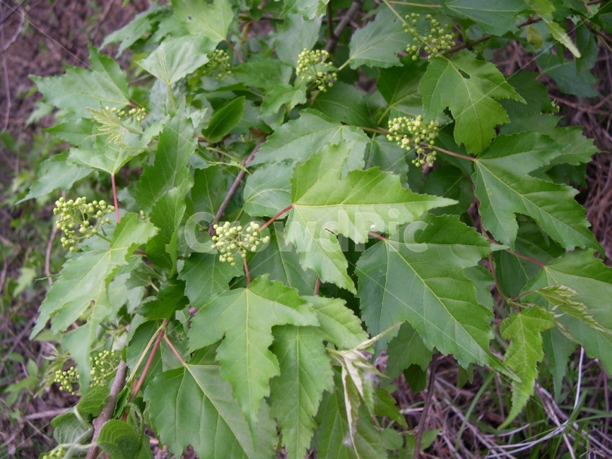 고로쇠,고로쇠나무,고로쇠나무잎,나무,잎,식물,자연,plants,nature