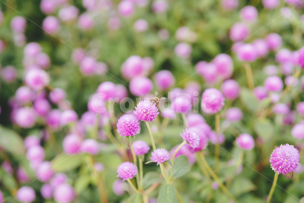 꽃,flower,자연,식물,천일홍,가을꽃,보라색,gomphrenaglobosa,plant,blossom