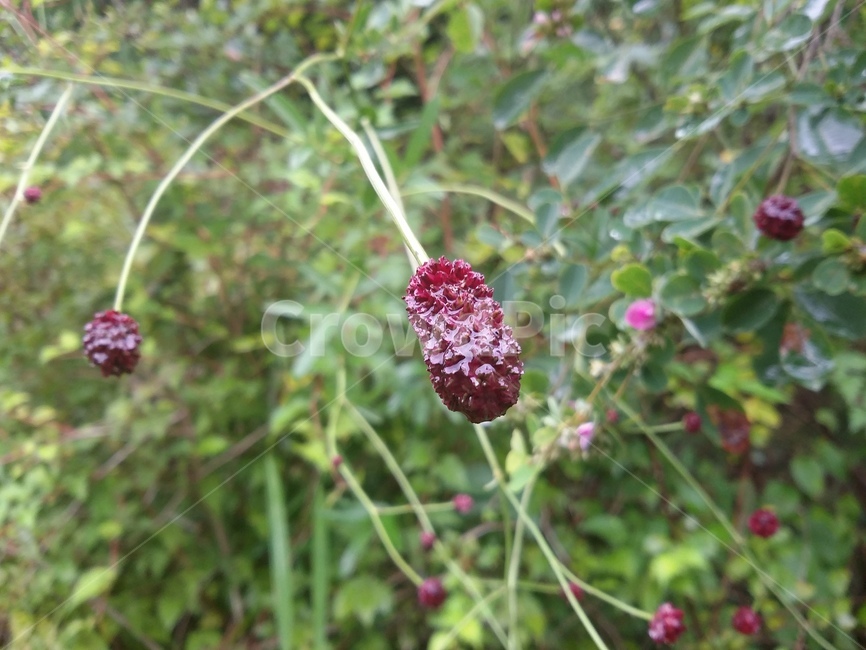 식물,plant,자연,열매,나무,식물,자연,plants,nature