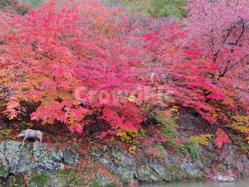 단풍,가을,물,나무,빨강단풍,가을,계절,fall,autumn,season,자연,풍경,nature,landscape,leaf,잎,plant,식물,tree,maple
