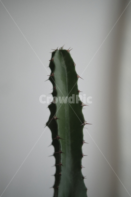 plant,식물,green,cactus,청화각
