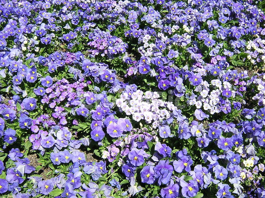 팬지,보라색,보라색팬지,꽃밭,꽃,식물,자연,plants,nature,꽃,flower
