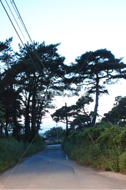 마을길,소나무,도로,길,시골,자연,풍경,nature,landscape,시골,마을,country,rural,town,road,outdoors,옥외