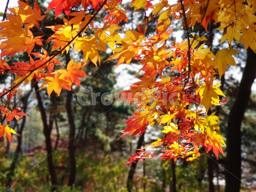 단풍,청남대단풍,단풍나무,가을,단풍잎,대청호단풍,가을단풍,빨간단풍,노란단풍