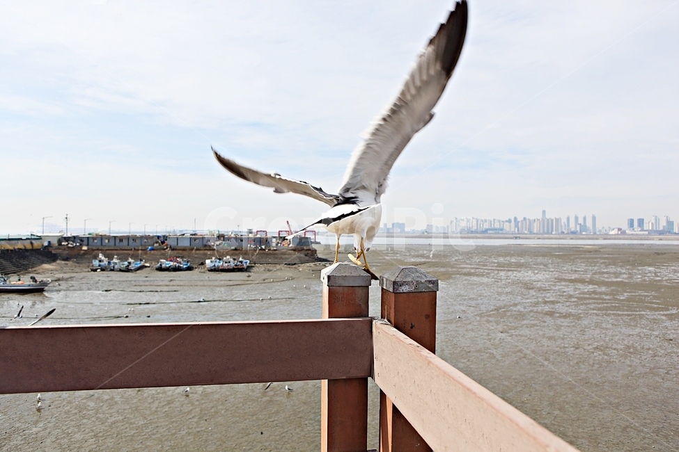 갈매기,조류,새,하늘,자연,풍경,배경,풍광,동물,animal,조류,새,birds