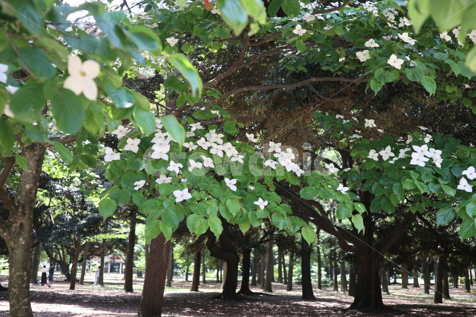 tree,나무,plant,식물,road,도로,자연,nature,garden,정원,treetrunk,나무줄기,자연,풍경,nature,landscape