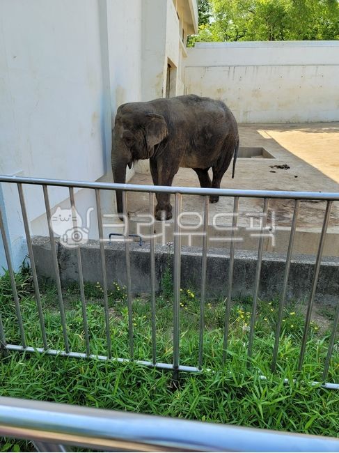 animal, 동물, elephant, 코끼리, mammal, 사진,이미지,일러스트,캘리그라피 - 드오작가