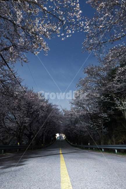 spring,Cherry Blossom Tunnel,Cherry Blossom,Starlight,star,road,Emotion,Nighttime,flower viewing