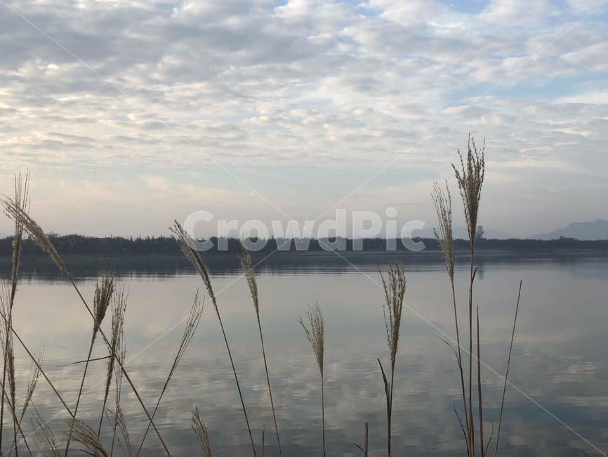 plant,식물,grass,lawn,잔디,reed,갈대,하늘,가을,가을하늘,sky,갈대밭,autumn