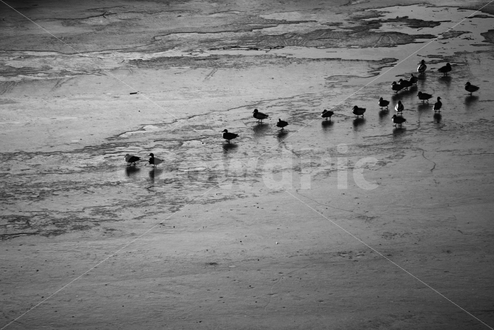 새,오리,흑백,우포늪,감성,해변,바다,beach,sea,동물,animal,조류,새,birds,흑백,모노톤,monochrome,black and white