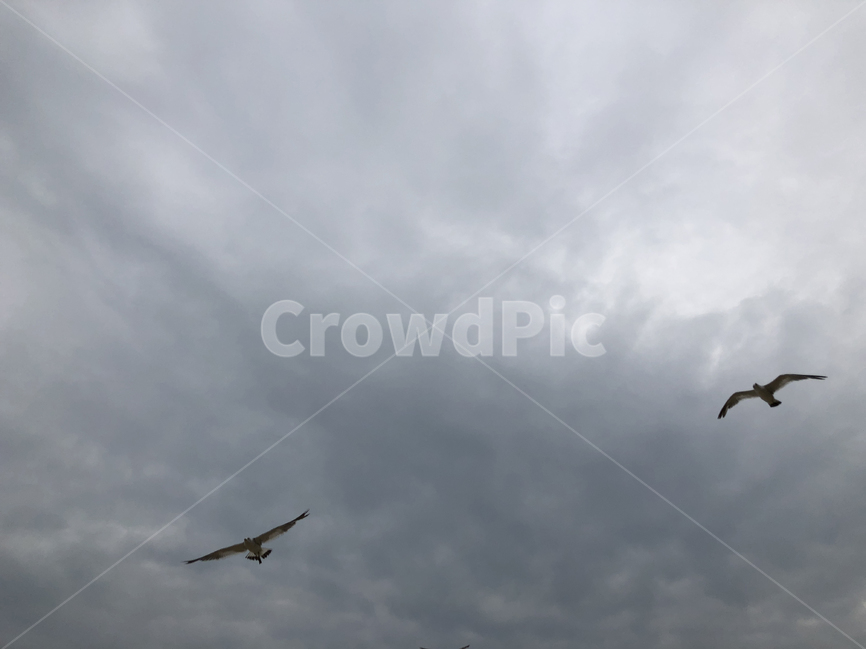 갈매기,seagull,새,하늘,비행,bird,동물,animal,조류,새,birds
