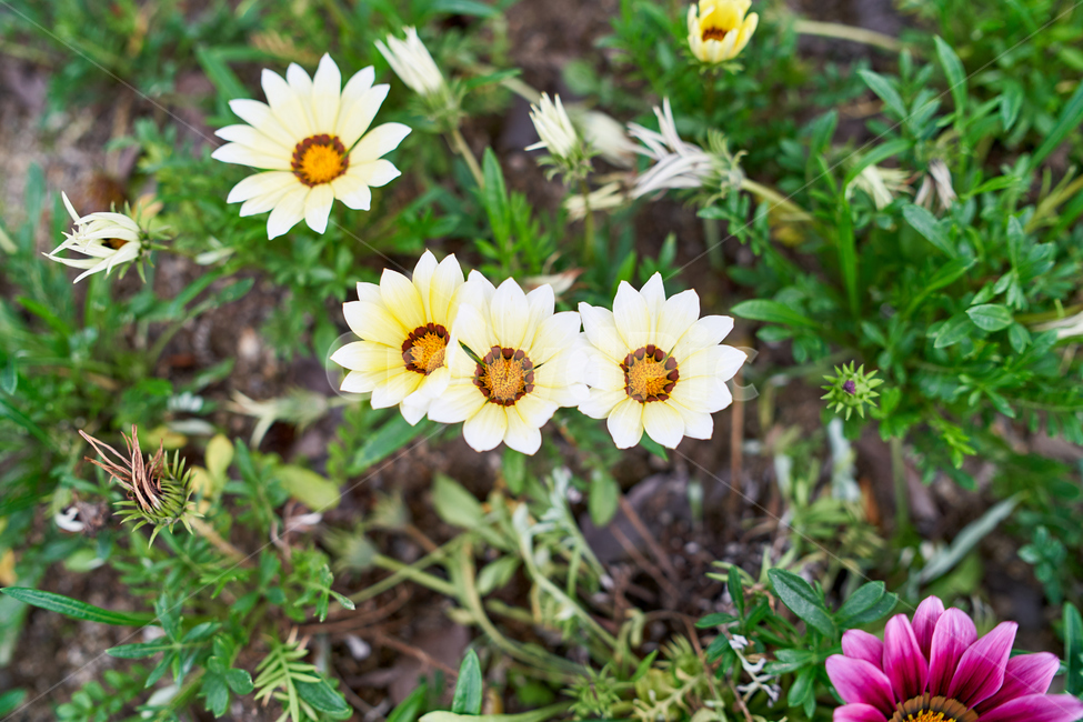 꽃,식물,자연,햇빛,배경,flower,plant,nature,background,식물,자연,plants,nature,꽃,flower