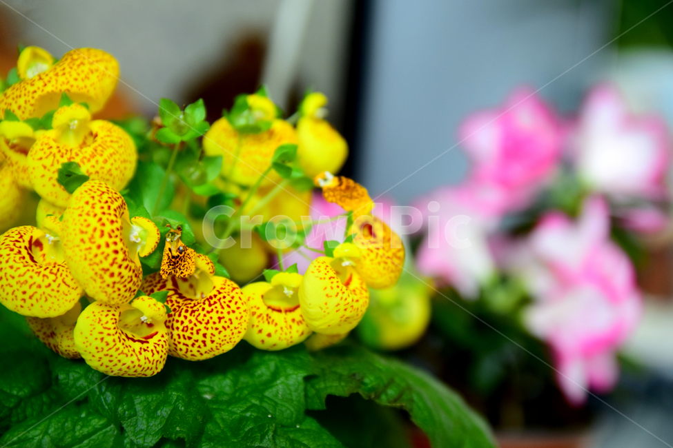 복주머니꽃,주머니꽃,칼세올라리아,칼세오라리아,꽃,노란꽃,식물,blossom,flower,calceolaria,yellow,식물,자연,plants,nature,꽃,flower