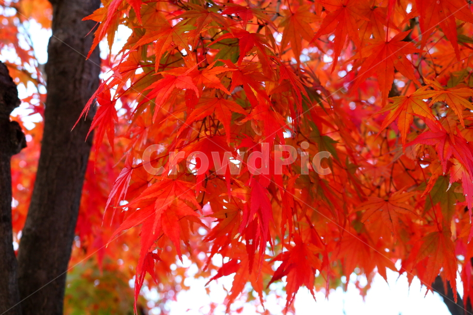 단풍,단풍나무,나무,식물,가을,자연,가을,계절,fall,autumn,season,식물,자연,plants,nature,나무,trees,wood,plant,leaf,잎,tree,maple