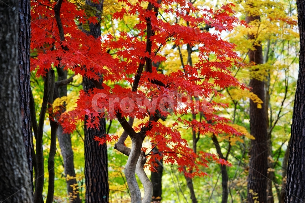 단풍나무,단풍잎,가을단풍,가을,단풍,나무,가을,계절,fall,autumn,season,식물,자연,plants,nature