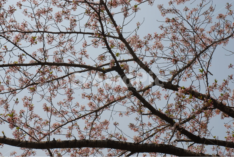 벚꽃,꽃,봄,봄꽃,하늘,봄,계절,spring,season,plant,식물,tree,나무